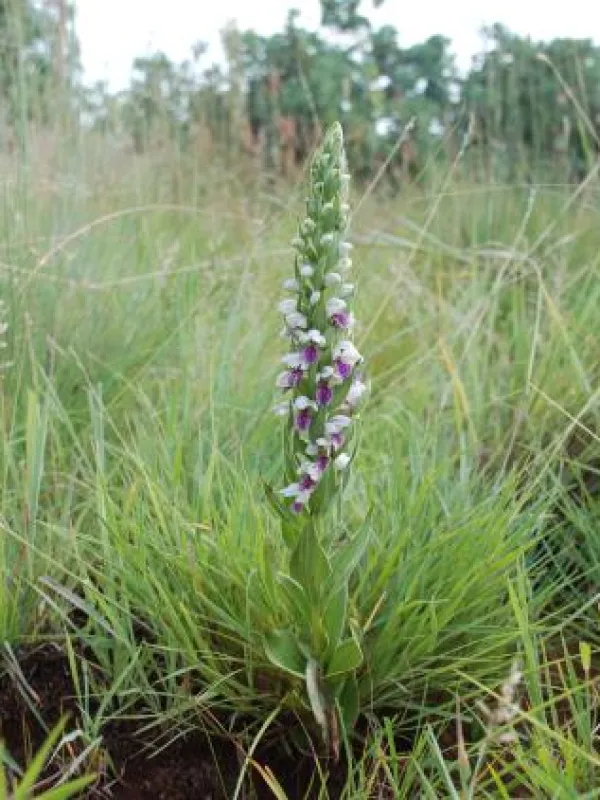 Brachycorythis conica