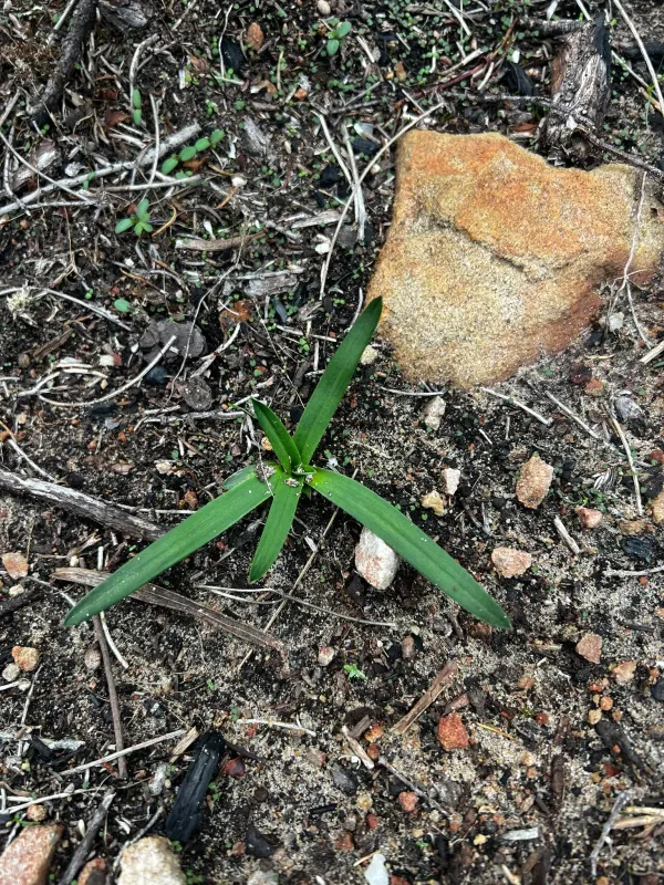 Blue squill