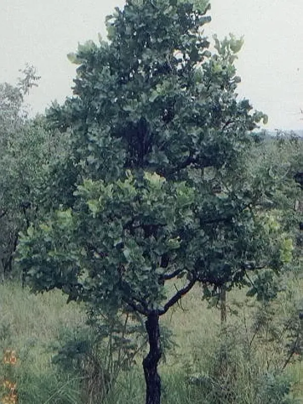 Coussapoa asperifolia