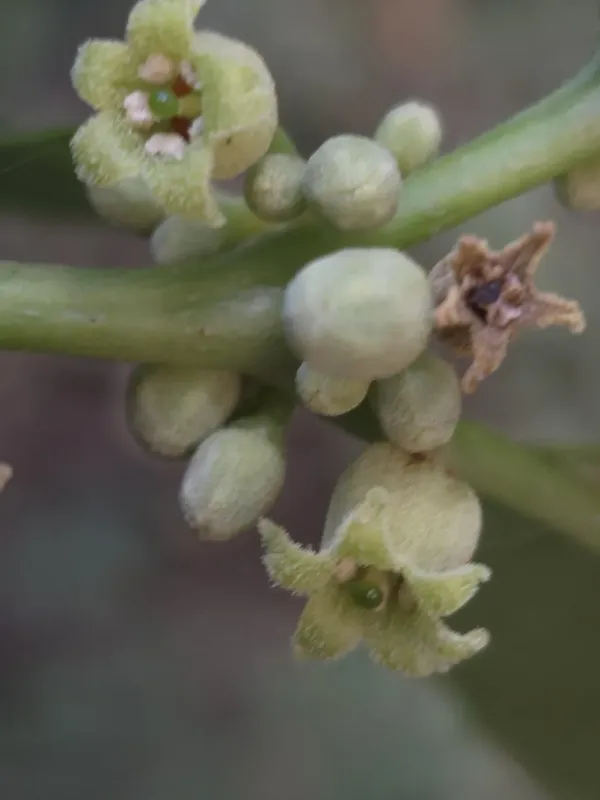 Discopodium penninervium