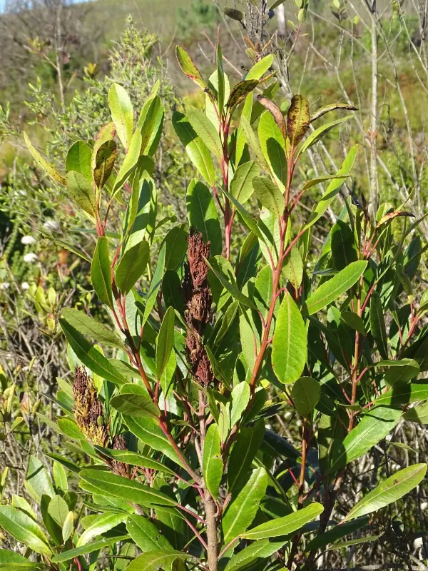 Laurophyllus capensis