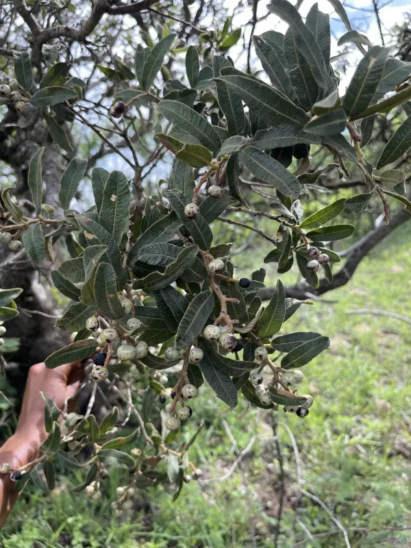 Ozoroa sphaerocarpa