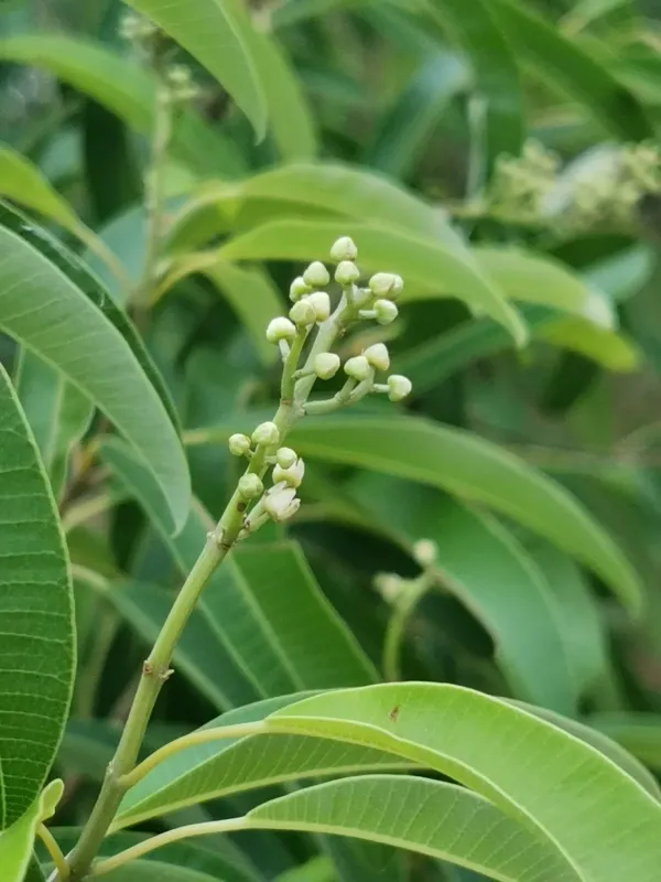 Ozoroa engleri