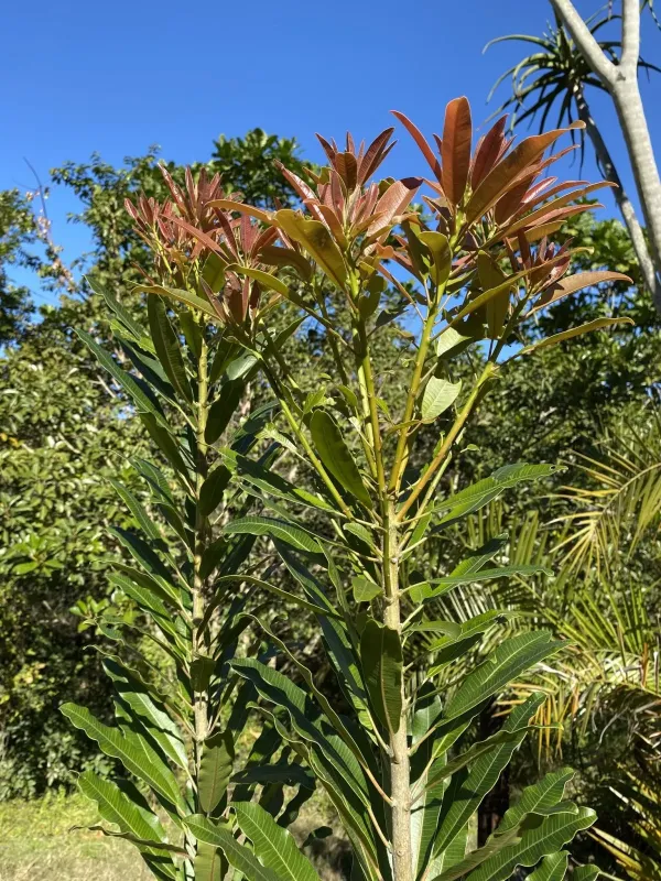 Protorhus longifolia