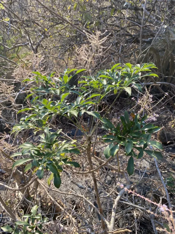 Cussonia zuluensis