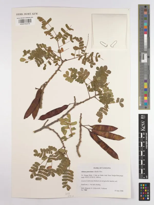 Albizia petersiana
