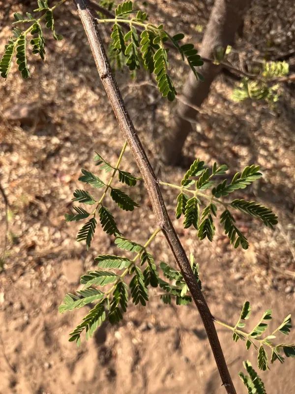 Albizia forbesii