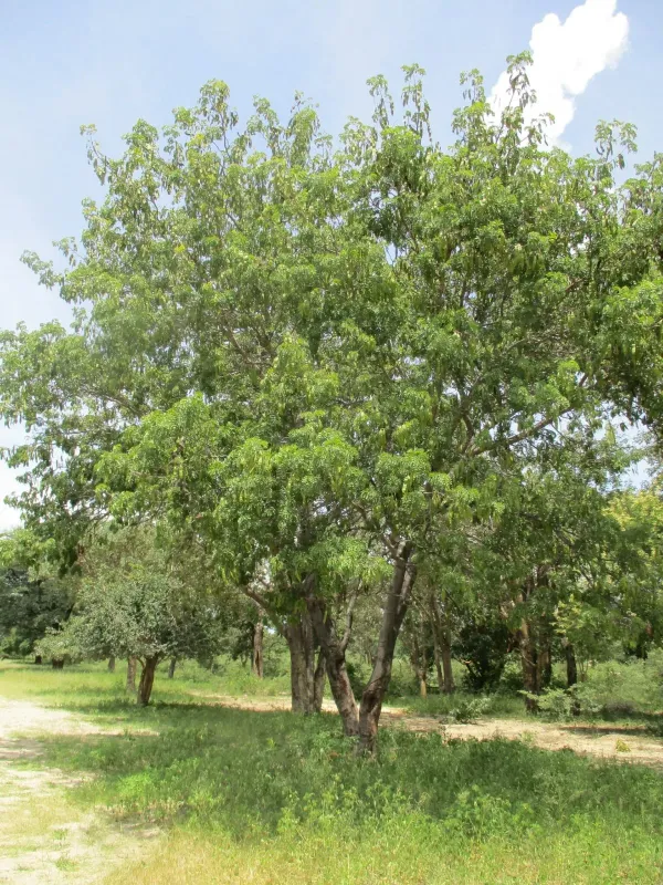 Albizia antunesiana