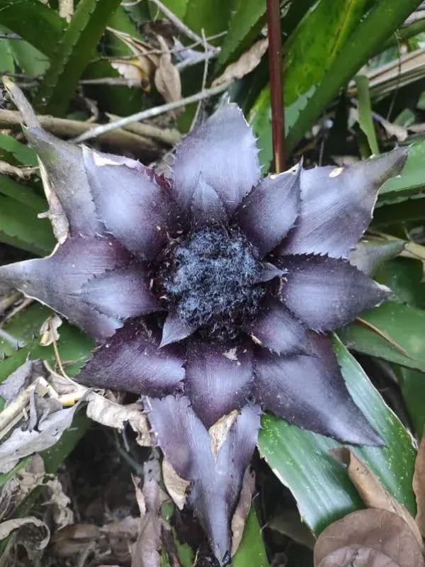 Wittrockia gigantea