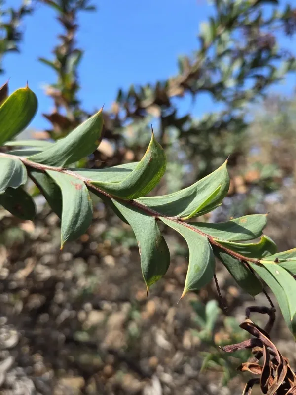 Acacia triptera