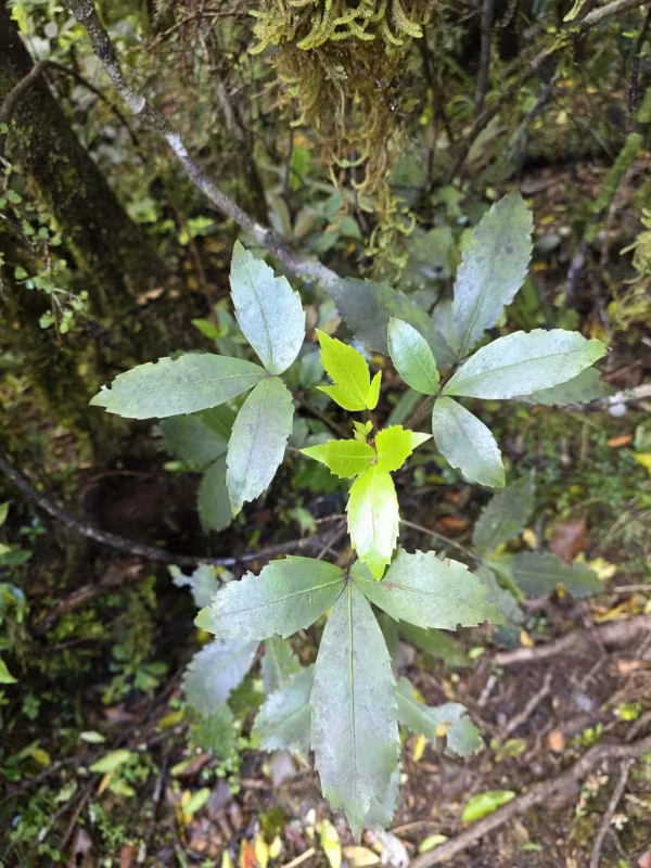 Pseudopanax colensoi