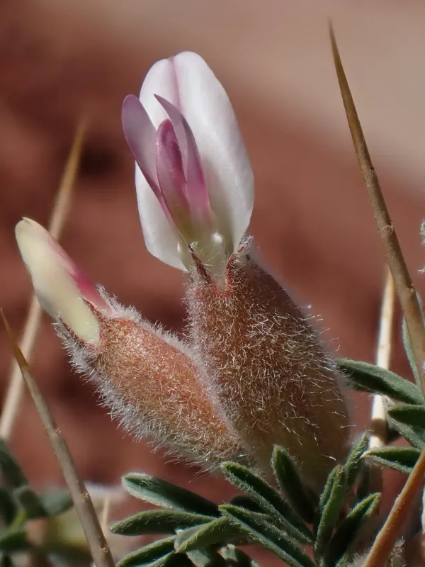 Astragalus armatus