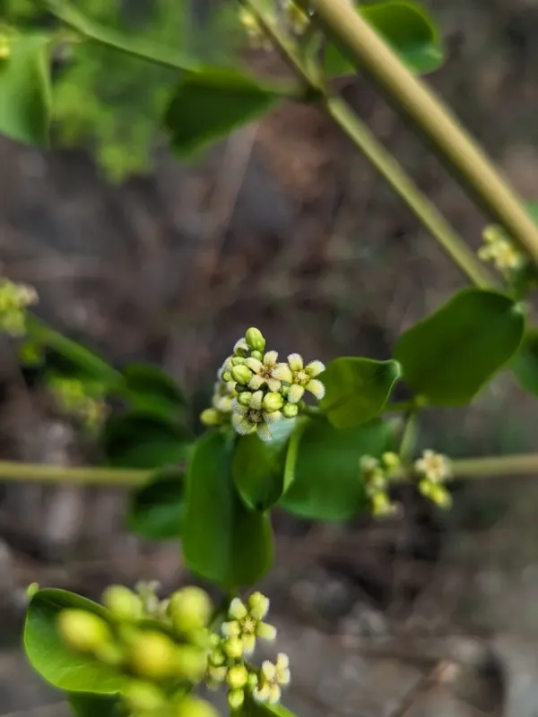 Decalepis hamiltonii