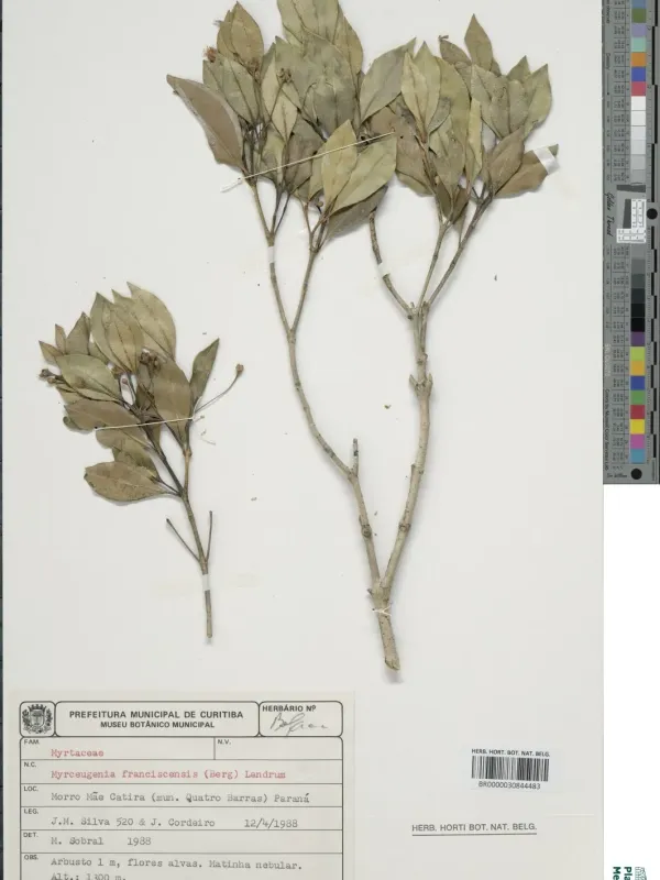 Myrceugenia franciscensis