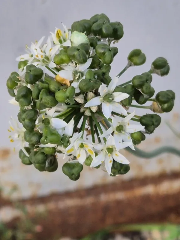 Garlic chives