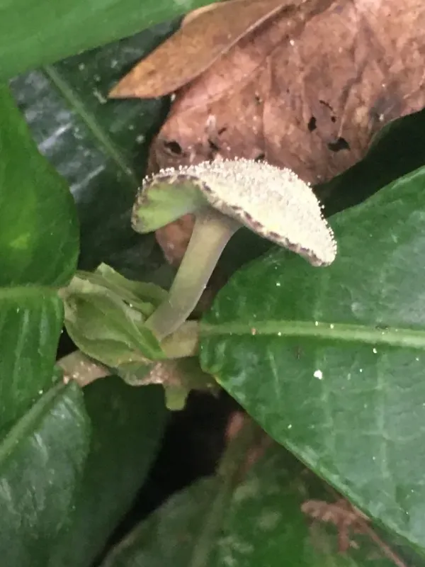 Dorstenia elata