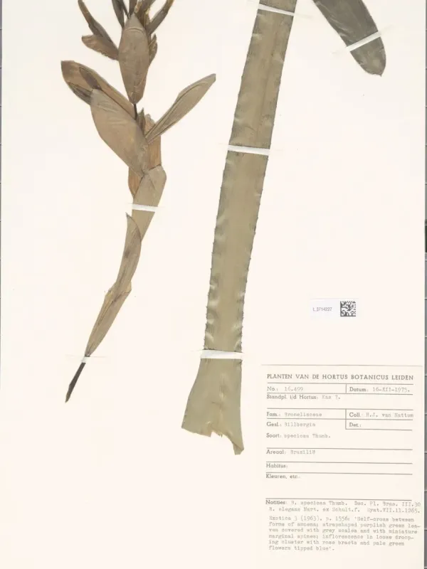 Billbergia speciosa
