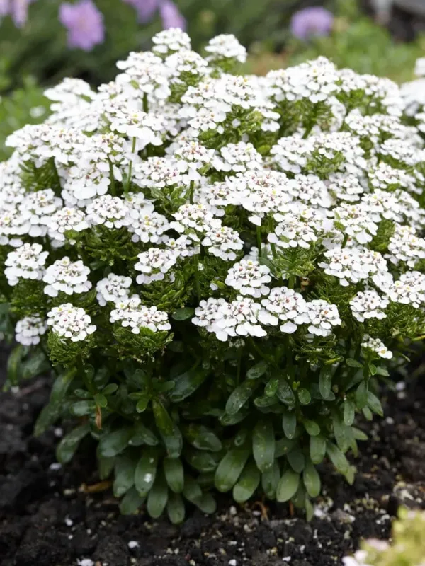 Iberis hybrid