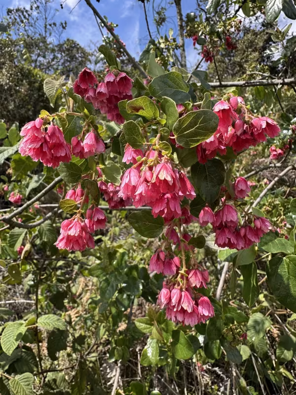 Vallea stipularis
