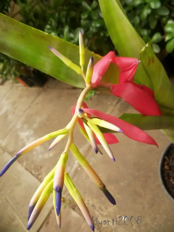 Billbergia minarum