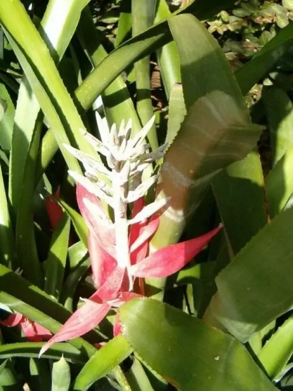 Billbergia pohliana