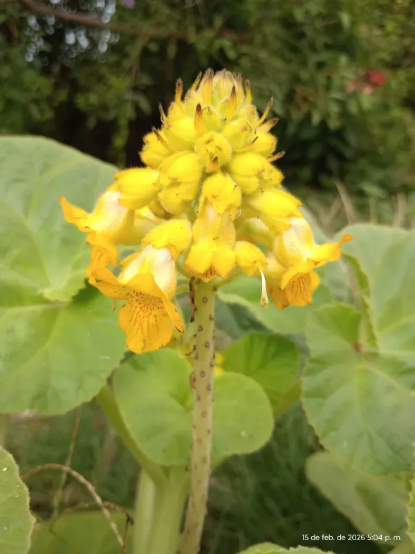 Ibicella lutea