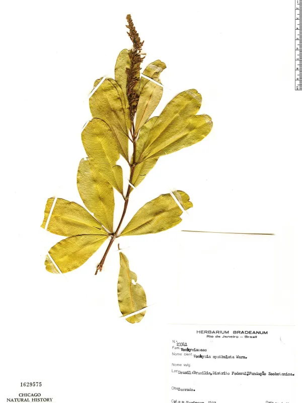 Vochysia spathulata