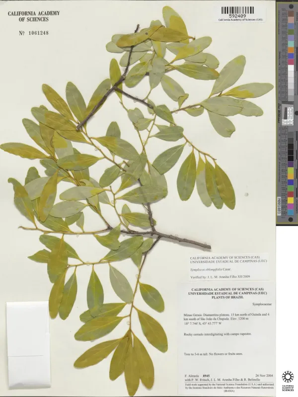 Symplocos oblongifolia