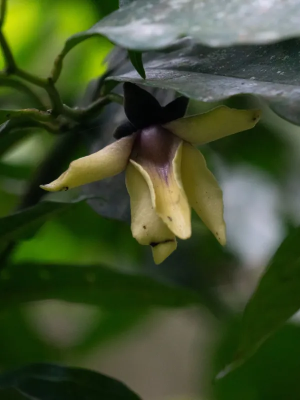 Guatteria australis