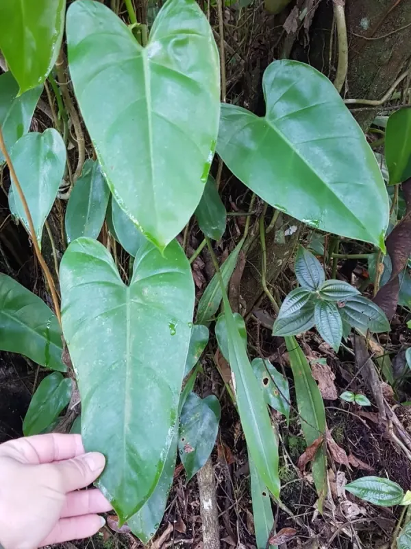 Philodendron appendiculatum