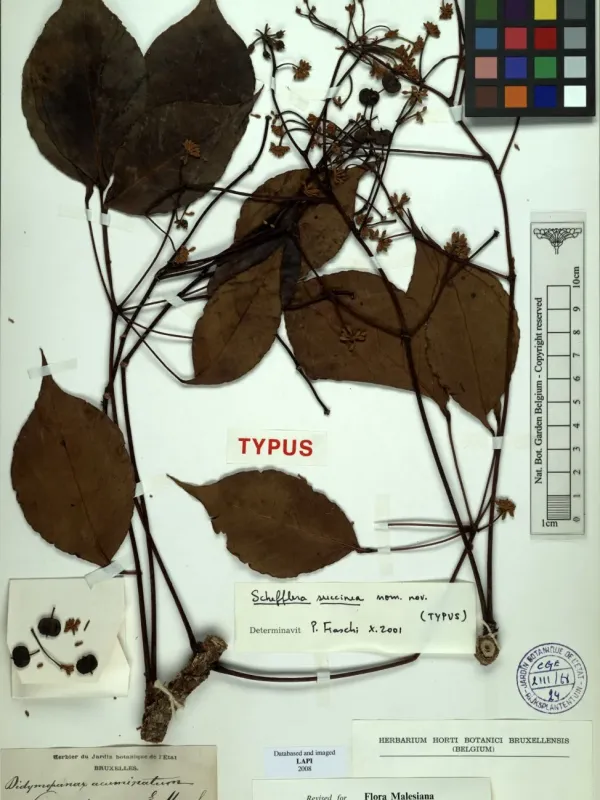 Amber Schefflera