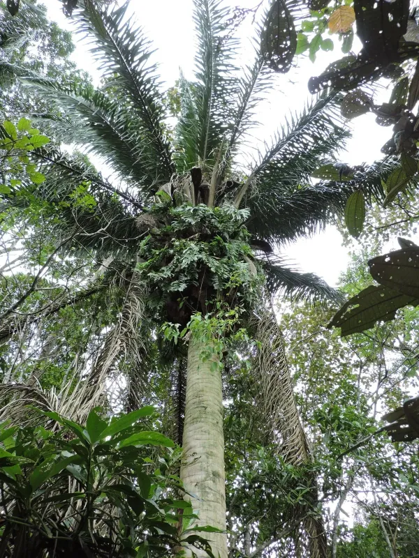 Attalea dubia