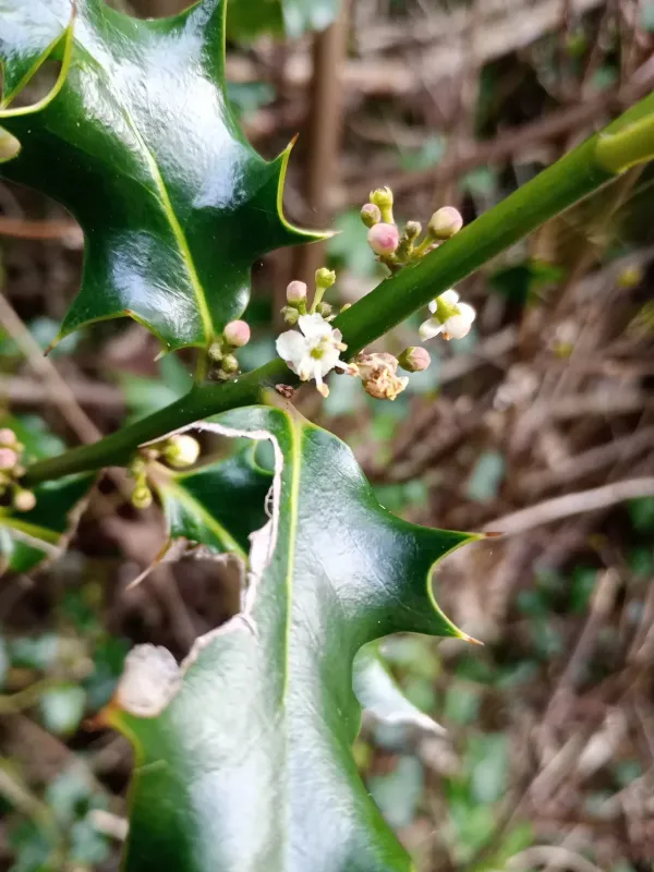 Ilex aquipernyi