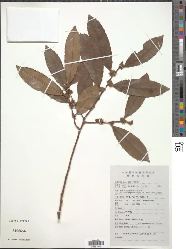 Central Chinese holly