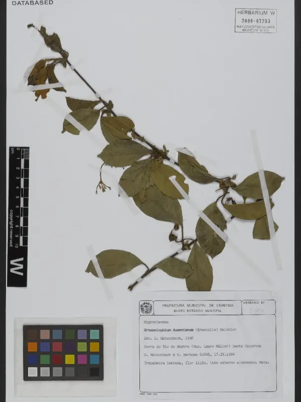 Amphilophium dusenianum
