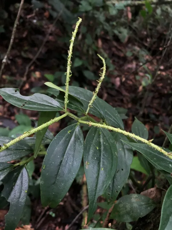 Peperomia alata