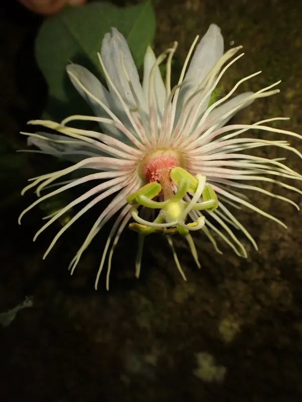 Passiflora vellozoi