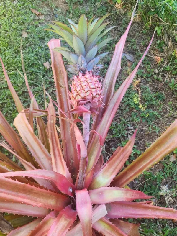 Ananas ananassoides
