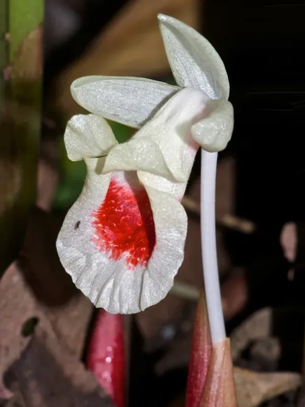 Boesenbergia rotunda
