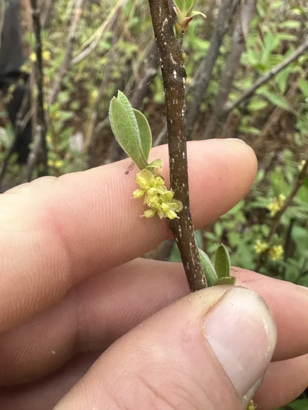 Leatherleaf spicebush