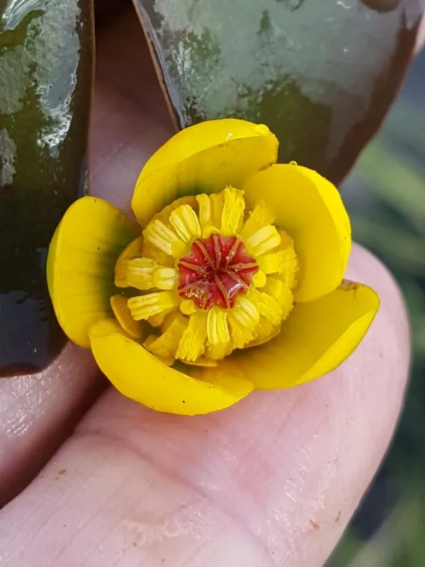 Small yellow water lily