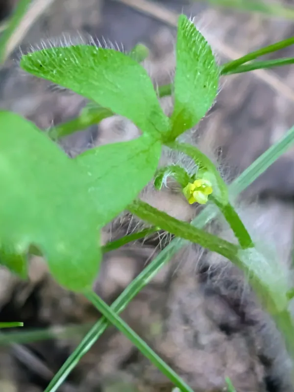 Fuzzfruit buttercup
