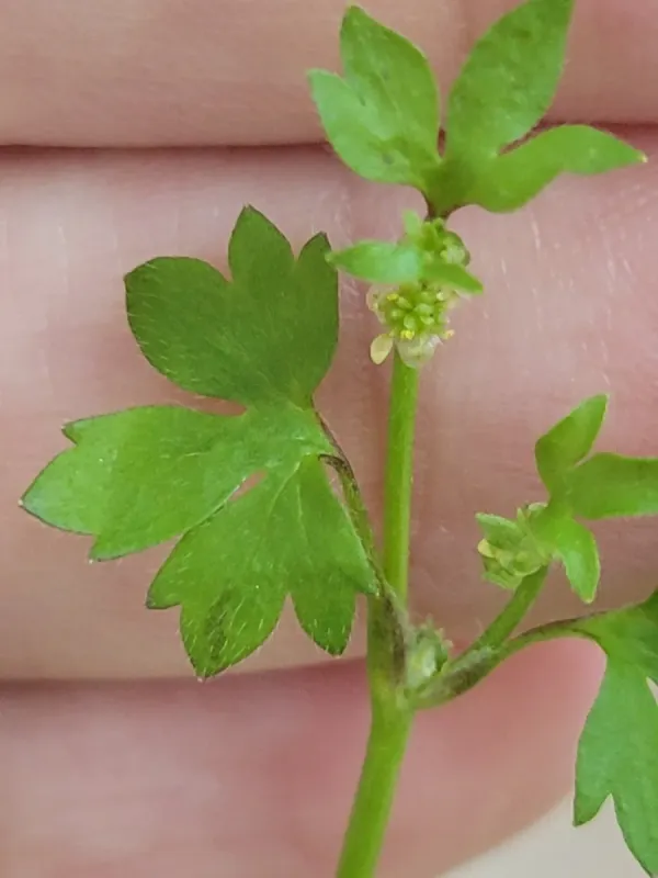Ranunculus platensis