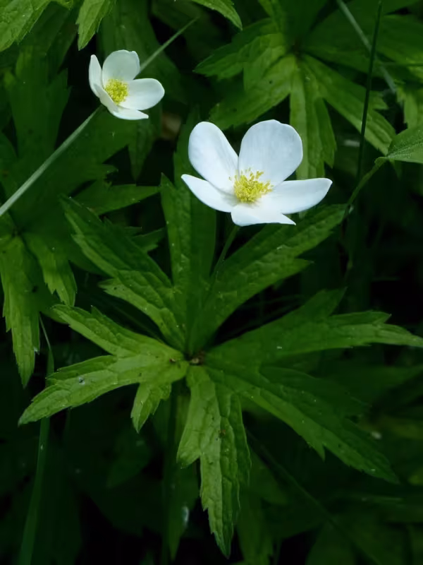 Canada anemone