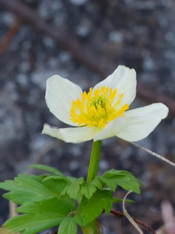 Trollius albiflorus