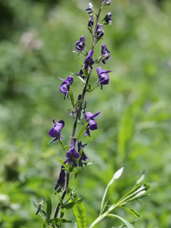 Columbian monkshood