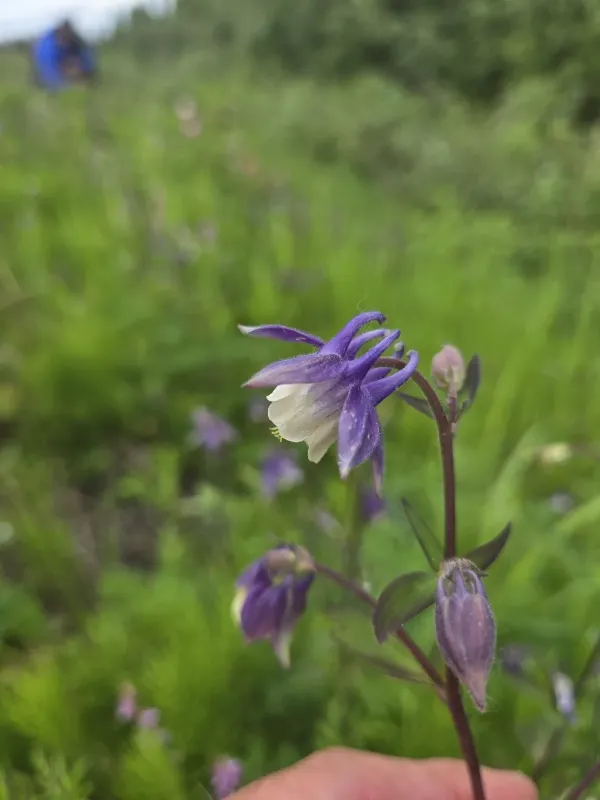 Small-flowered columbine