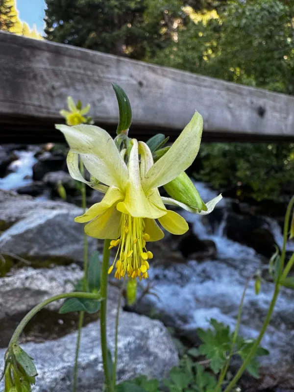 Yellow columbine