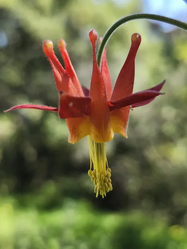 Western columbine