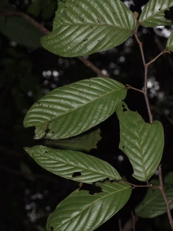 Monoon fragrans